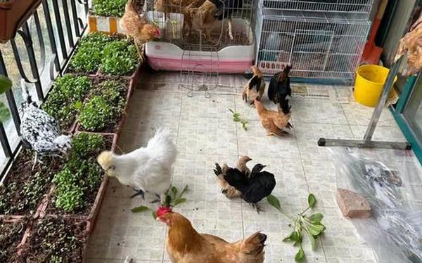 生在鸡家湾;田园生活十大网红