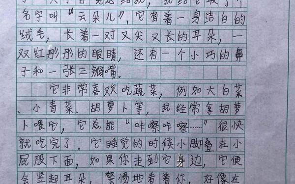 我最喜欢的小动物、我最喜欢的小动物三年级作文300字
