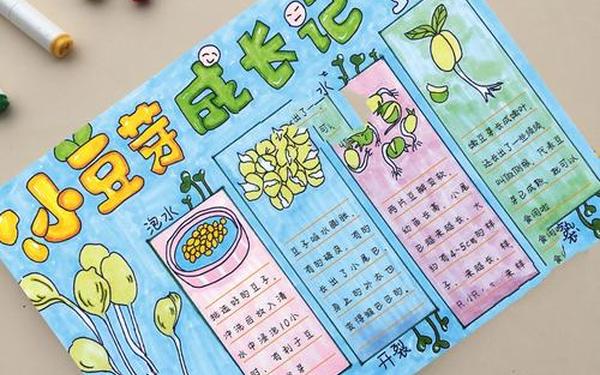 黄豆发芽七天观察日记_黄豆1—7天成长记录表