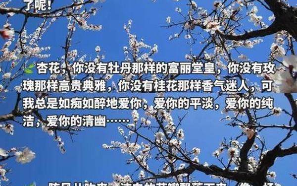 第一朵杏花;第一朵杏花课文原文