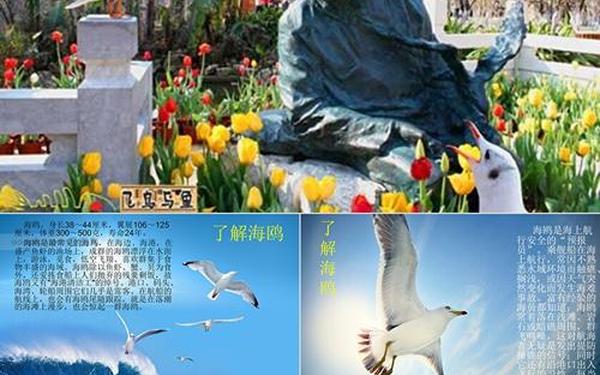 老人与海鸥-老人与海鸥的故事