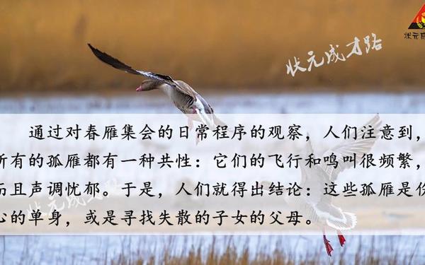 大雁归来教案,大雁归来ppt课件优秀 大雁归来教案,大雁归来ppt课件优秀