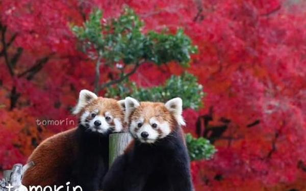 世界仅剩一只的红色熊猫;小熊猫寿命一般多少年