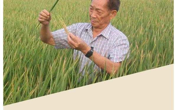 我的偶像作文-我的偶像袁隆平800字