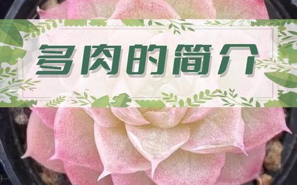 好看多肉的短文_污短文 多肉