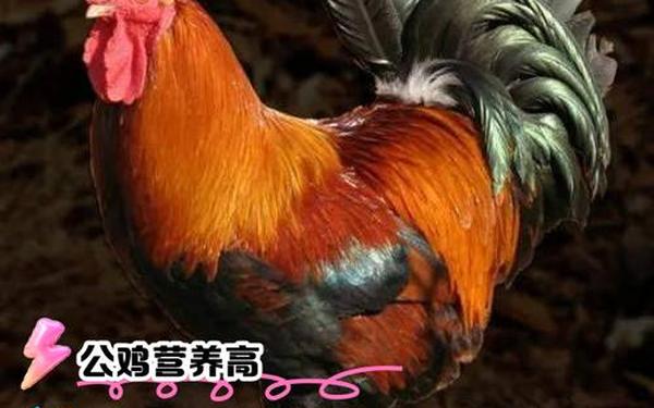 一只公鸡和一只母鸡_公鸡比母鸡重多少斤