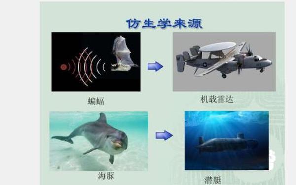 动植物给人类的启示_动物给人类带来的启发