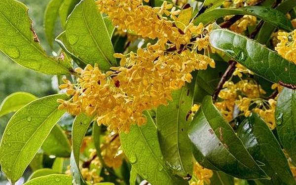 哭泣的桂花树,桂花花苞长什么样子图片