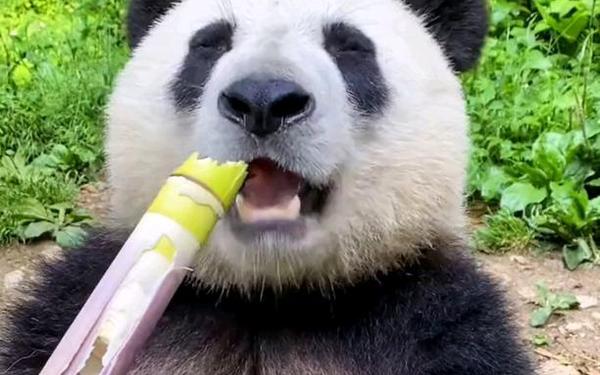 大熊猫吃人图片_大熊猫对人有攻击性吗 大熊猫吃人图片_大熊猫对人有攻击性吗