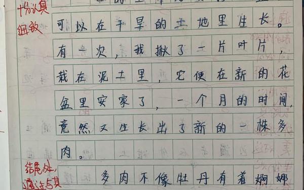 多肉短文300字—多肉的叶子怎么描写