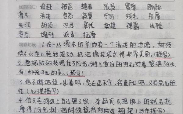 《稻草人》读书笔记;稻草人读书笔记摘抄及感悟