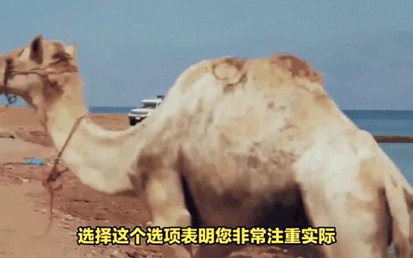 动物与人类的感人故事(心理测试沙漠五只动物)