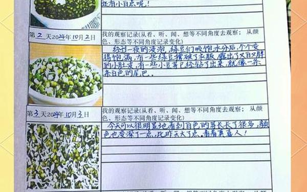 绿豆发芽记7天日记—绿豆发芽观察日记图片