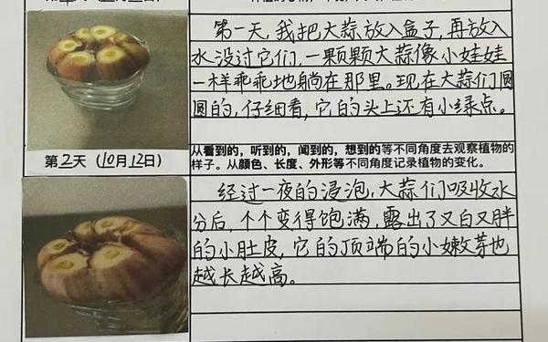 小学生观察日记、观察日记《大蒜》
