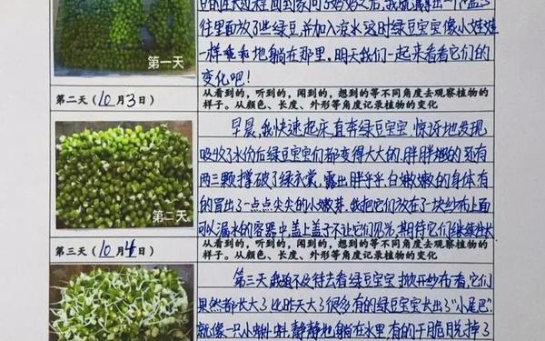 观察日记怎么写—观察植物记录