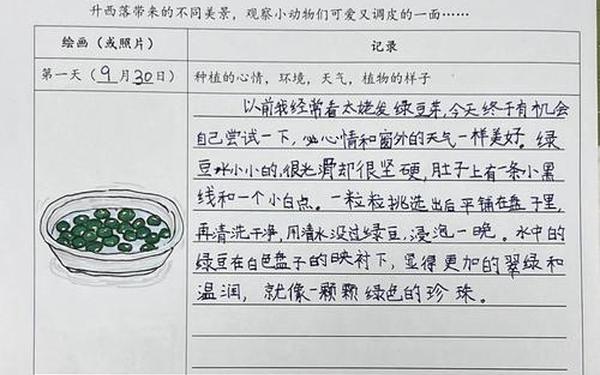 黄豆芽观察日记七天(观察黄豆芽的生长过程记录)