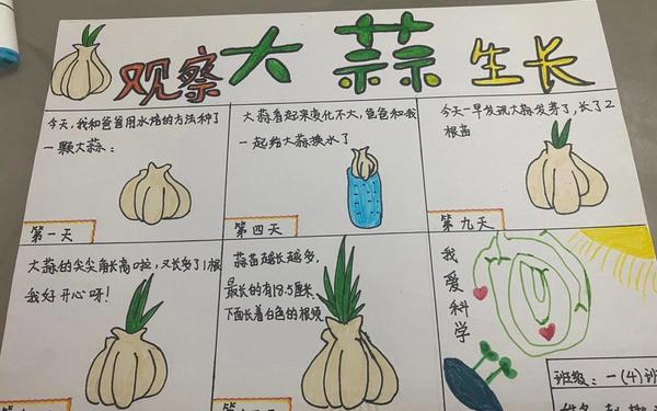 观察日记植物大蒜_二年级自己种植植物的过程