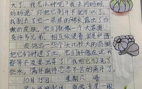 观察植物生长过程日记—观察日记《大蒜》
