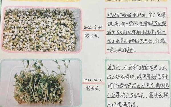 豆芽观察日记七天带图、豆芽发芽的过程日记7天