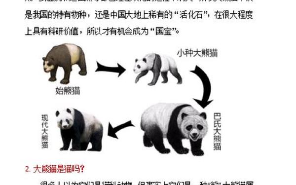 大熊猫的资料介绍—大熊猫的简单介绍和特点 大熊猫的资料介绍—大熊猫的简单介绍和特点