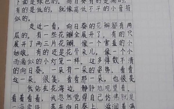 我的一天作文300字,我喜爱的一种植物作文300字三年级