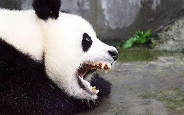 大熊猫吃人图片_大熊猫对人有攻击性吗 大熊猫吃人图片_大熊猫对人有攻击性吗