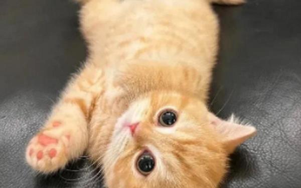 可爱的小猫咪-播放小猫的图片