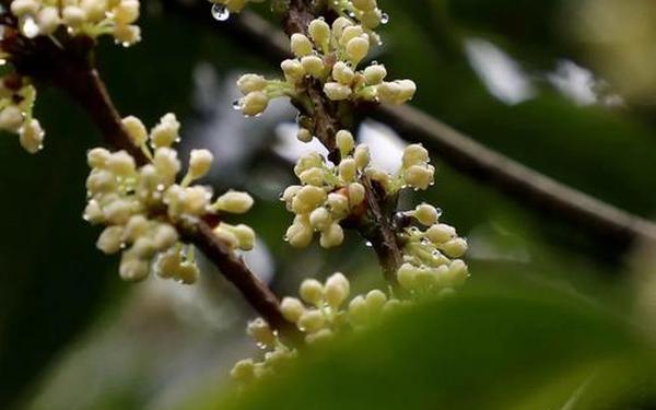 哭泣的桂花树,桂花花苞长什么样子图片