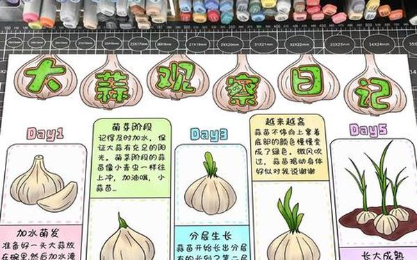 大蒜发芽好几天的观察曰记(蒜苗15天的变化日记)