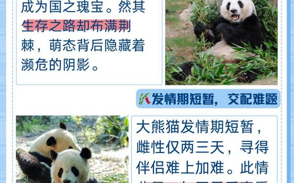 大熊猫多少元一只(熊猫灭绝了有什么影响) 大熊猫多少元一只(熊猫灭绝了有什么影响)