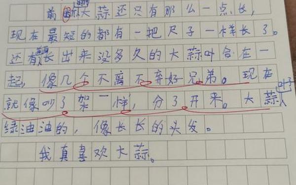 大蒜观察日记7天 大蒜观察日记15天详细作文