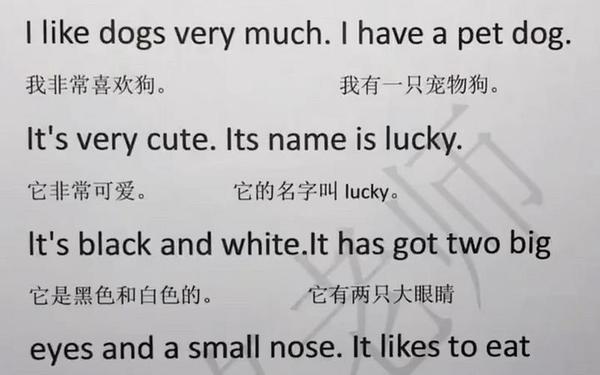 初一语文作文(最喜欢的动物英语作文)