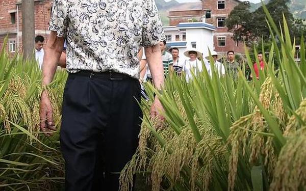 袁隆平的优秀事迹—袁隆平事迹简介简短50字