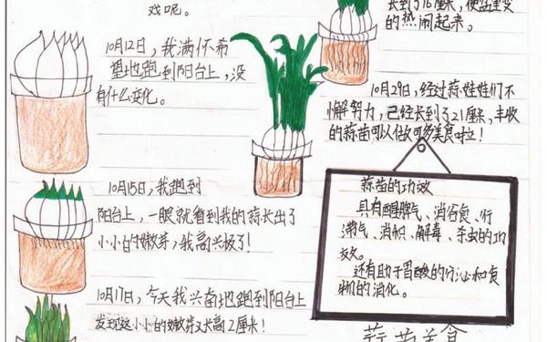 大蒜发芽好几天的观察曰记(蒜苗15天的变化日记)