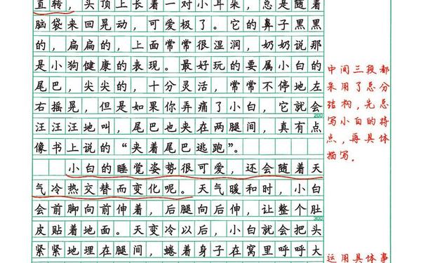 我的动物朋友400字优秀作文_《我的__》作文