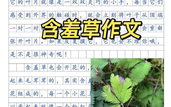 我发现了含羞草的秘密;假如我是一株含羞草