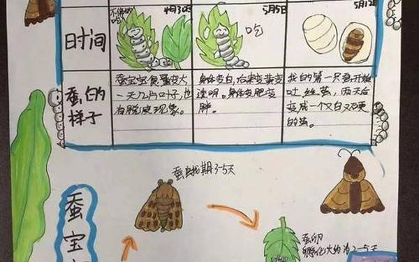 蚕宝宝成长日记_蚕的一生观察记录表
