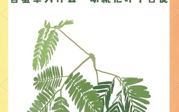 含羞草的秘密;含羞草为什么会害羞的原理