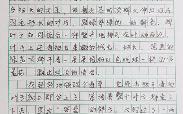 我发现了含羞草的秘密;假如我是一株含羞草