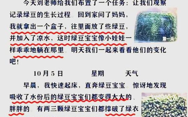 黄豆芽观察日记七天(观察黄豆芽的生长过程记录)