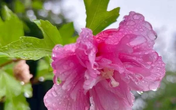 我心中的花雨(的花雨只剩一个人)