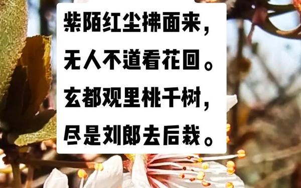 十里桃花万杨柳打一城市_十里桃花出自哪句诗词