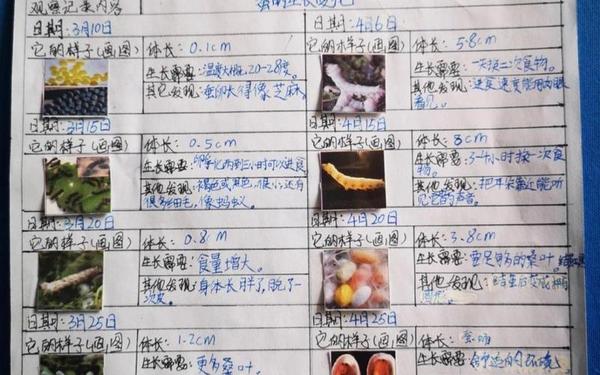 蚕宝宝成长日记_蚕的一生观察记录表