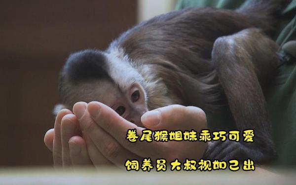卷尾猴打一字—假丫头(打一字)
